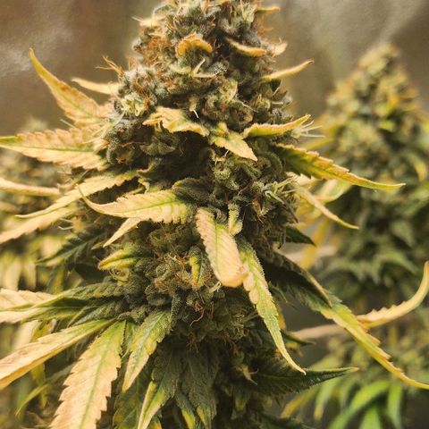 Special Queen #1 growlog timeline photo