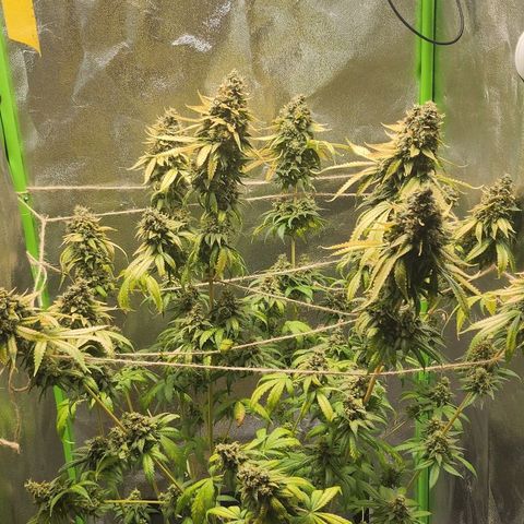 Special Queen #1 growlog timeline photo