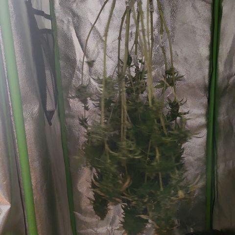 Special Queen #1 growlog timeline photo