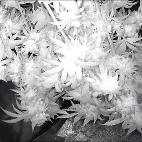 Special Queen #1 growlog photo: 20min nach dem aufhängen 