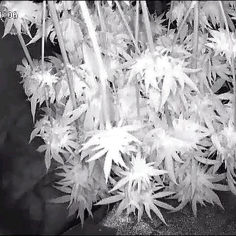 Special Queen #1 growlog photo: 28h nach dem aufhängen 