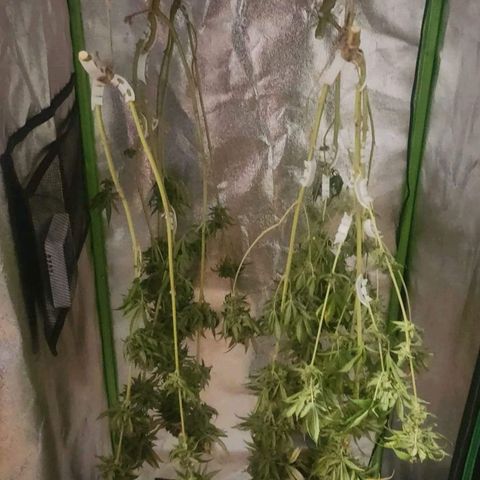 Special Queen #1 growlog photo: Auf getrennt in 6 Teile damit die Luft besser zirkulieren kann und schimmel vorgebogen wird 