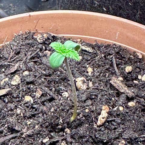 Dosidos reg Auto  growlog timeline photo