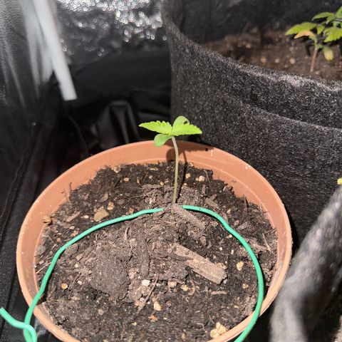 Dosidos reg Auto  growlog timeline photo