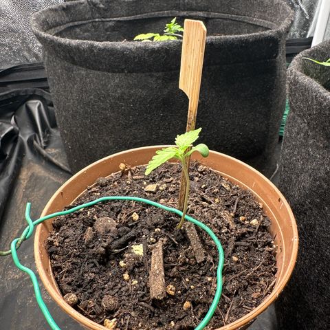 Dosidos reg Auto  growlog timeline photo