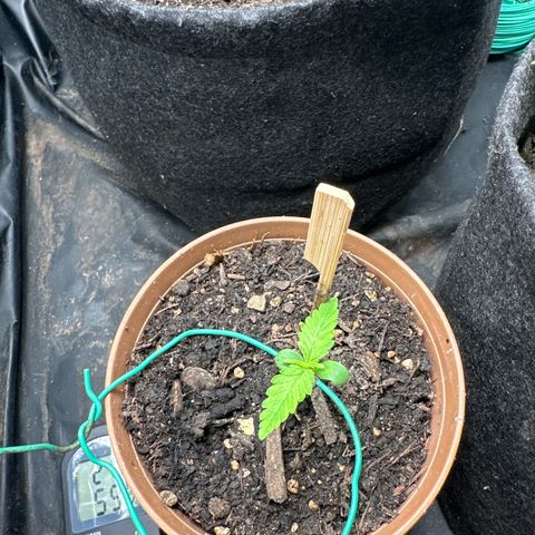 Dosidos reg Auto  growlog timeline photo