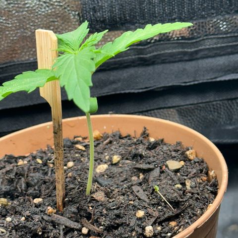 Dosidos reg Auto  growlog timeline photo