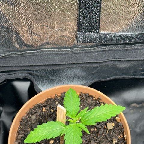 Dosidos reg Auto  growlog timeline photo