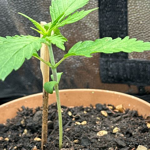 Dosidos reg Auto  growlog timeline photo