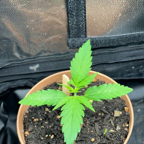 Dosidos reg Auto  growlog timeline photo