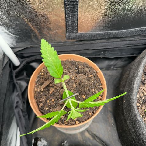 Dosidos reg Auto  growlog timeline photo