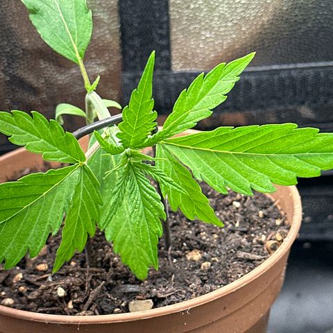 Dosidos reg Auto  growlog timeline photo