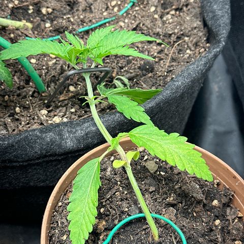 Dosidos reg Auto  growlog timeline photo