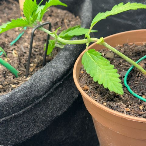 Dosidos reg Auto  growlog timeline photo