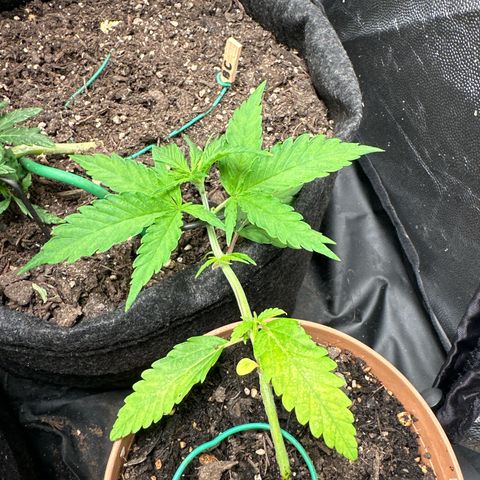 Dosidos reg Auto  growlog timeline photo