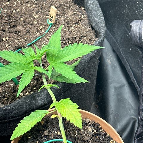 Dosidos reg Auto  growlog timeline photo