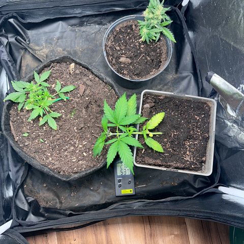 Dosidos reg Auto  growlog timeline photo