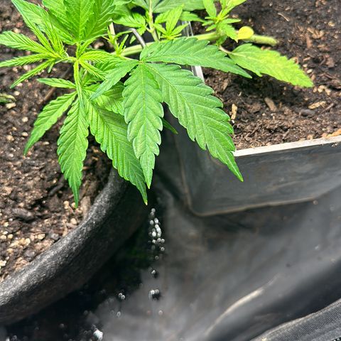 Dosidos reg Auto  growlog timeline photo
