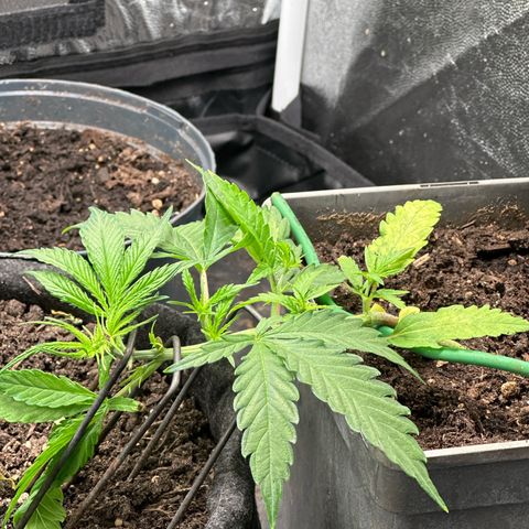 Dosidos reg Auto  growlog timeline photo