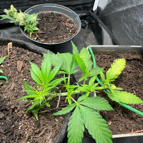 Dosidos reg Auto  growlog timeline photo