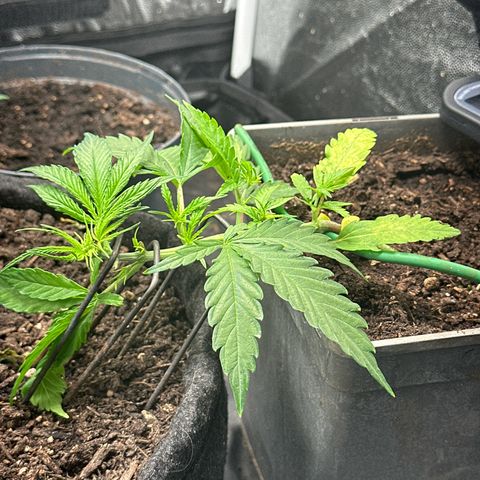 Dosidos reg Auto  growlog timeline photo