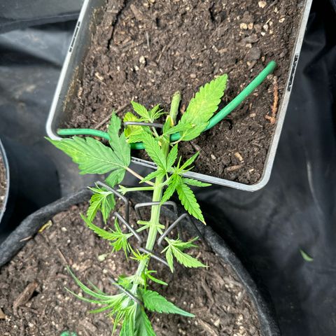 Dosidos reg Auto  growlog timeline photo