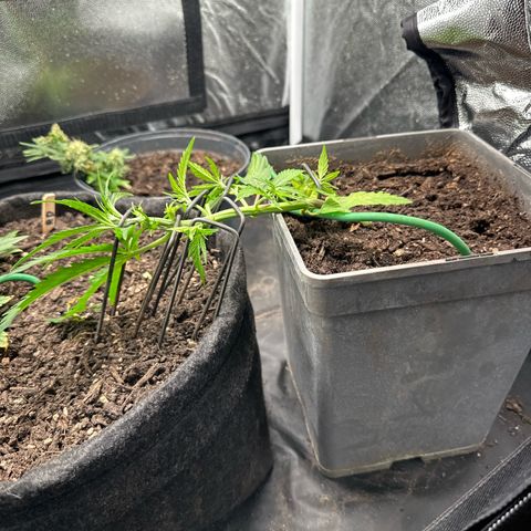 Dosidos reg Auto  growlog timeline photo