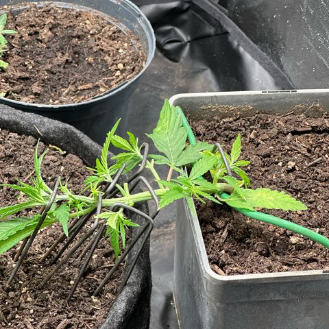 Dosidos reg Auto  growlog timeline photo