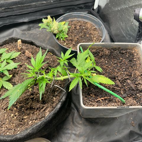 Dosidos reg Auto  growlog timeline photo