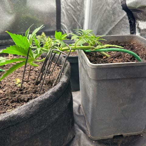 Dosidos reg Auto  growlog timeline photo