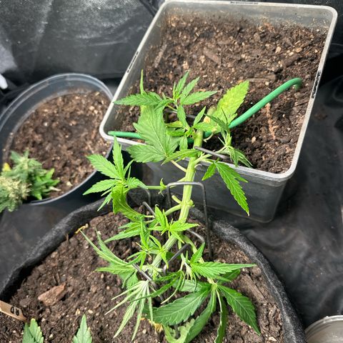 Dosidos reg Auto  growlog timeline photo