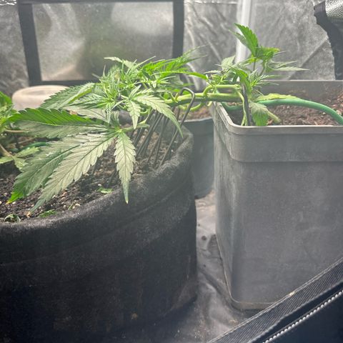 Dosidos reg Auto  growlog timeline photo