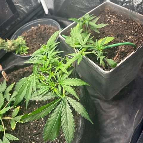 Dosidos reg Auto  growlog timeline photo
