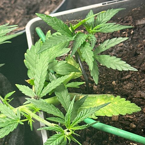Dosidos reg Auto  growlog timeline photo