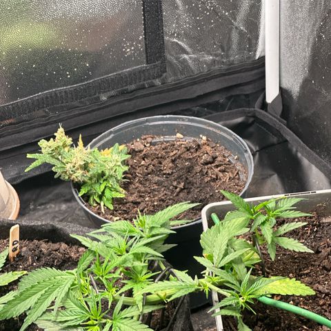 Dosidos reg Auto  growlog timeline photo