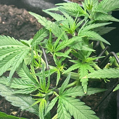Dosidos reg Auto  growlog timeline photo