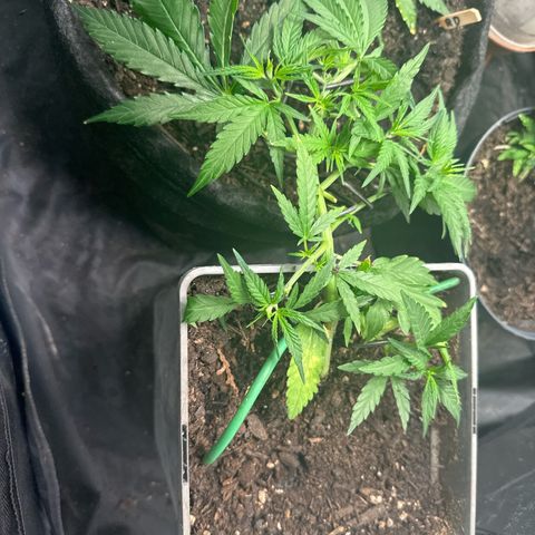 Dosidos reg Auto  growlog timeline photo