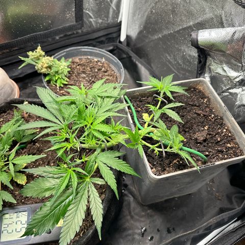Dosidos reg Auto  growlog timeline photo