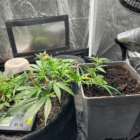 Dosidos reg Auto  growlog timeline photo
