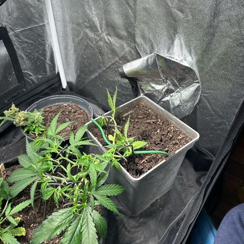Dosidos reg Auto  growlog timeline photo