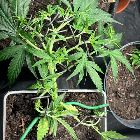 Dosidos reg Auto  growlog timeline photo