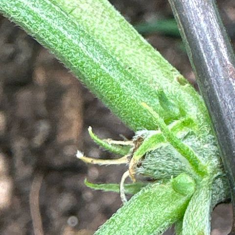 Dosidos reg Auto  growlog photo: Die ersten Pisteös sind zu sehen 