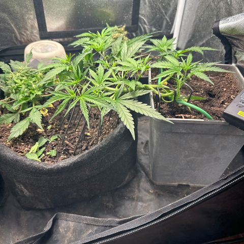 Dosidos reg Auto  growlog timeline photo
