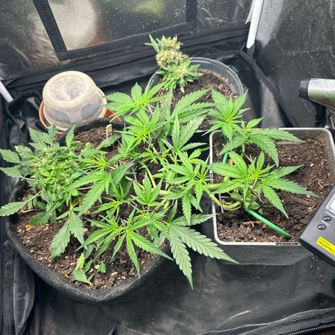 Dosidos reg Auto  growlog timeline photo