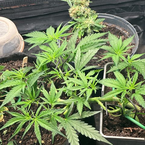 Dosidos reg Auto  growlog timeline photo