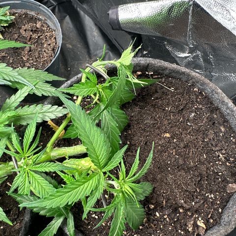 Dosidos reg Auto  growlog timeline photo