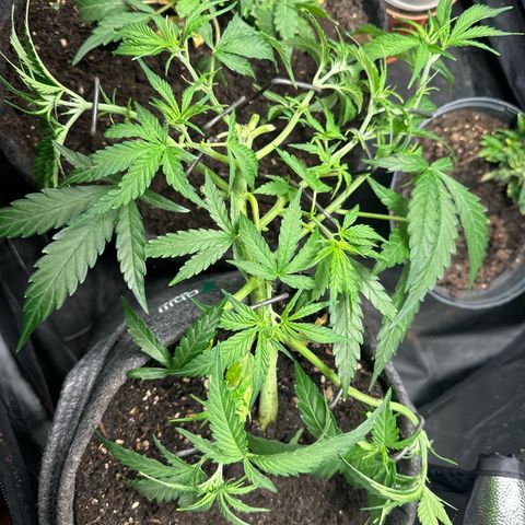 Dosidos reg Auto  growlog timeline photo