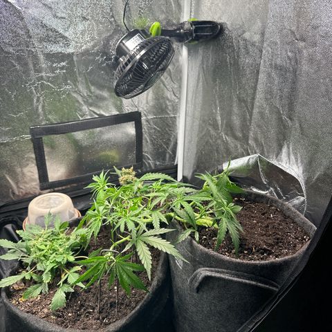 Dosidos reg Auto  growlog timeline photo