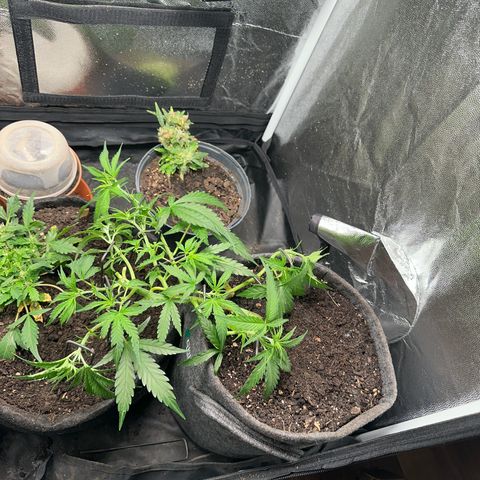 Dosidos reg Auto  growlog timeline photo