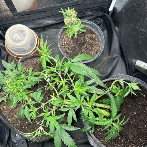 Dosidos reg Auto  growlog timeline photo